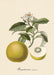 Dybdahl Iconic Fruit Poster - Pomelo Art Prints Dybdahl Brand_Dybdahl Home_Decor KTFWHS New Arrivals 3616-Iconic_Fruits-Pomelo-Oak-Web_1800x1800_aebfa998-601a-4b19-ac45-024782ebd109