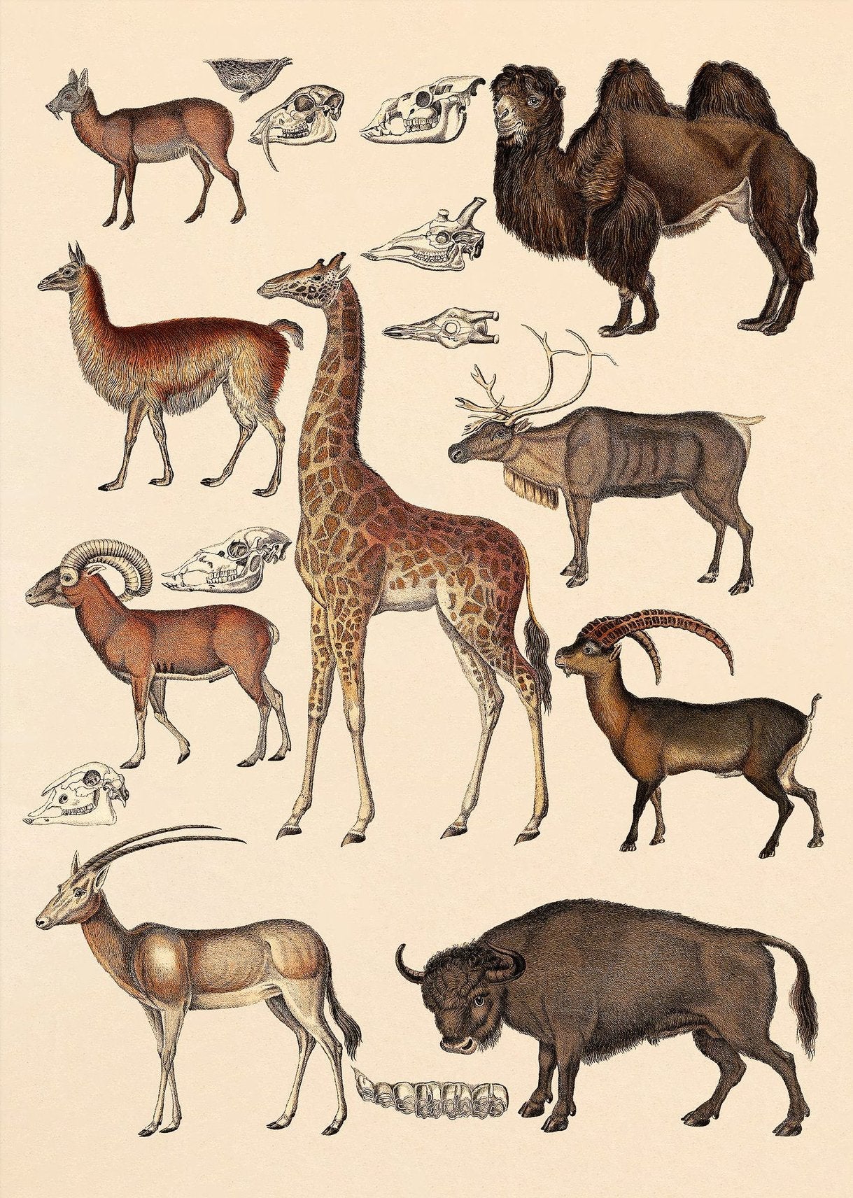 Dybdahl Animalia Poster Art Prints Dybdahl Brand_Dybdahl Home_Decor KTFWHS New Arrivals 5104-poster