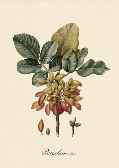 Dybdahl Iconic Fruit Poster - Pistachier - Art Prints - Dybdahl - Brand_Dybdahl - Home_Decor - KTFWHS - New Arrivals - 3614-Oak-Web_1800x1800_ec6e018d-830c-4939-ae5a-e9d11393efc2
