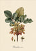 Dybdahl Iconic Fruit Poster - Pistachier - Art Prints - Dybdahl - Brand_Dybdahl - Home_Decor - KTFWHS - New Arrivals - 3614-Oak-Web_1800x1800_ec6e018d-830c-4939-ae5a-e9d11393efc2