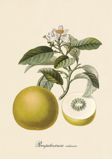 Dybdahl Iconic Fruit Poster - Pomelo - Art Prints - Dybdahl - Brand_Dybdahl - Home_Decor - KTFWHS - New Arrivals - 3616-Iconic_Fruits-Pomelo-Oak-Web_1800x1800_aebfa998-601a-4b19-ac45-024782ebd109