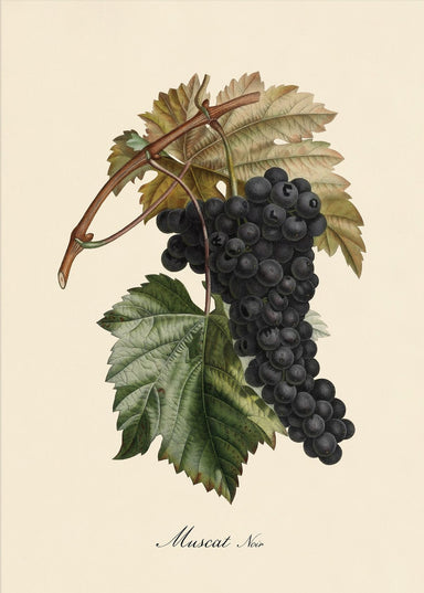 Dybdahl Iconic Fruit Poster - Muscat Noir - Art Prints - Dybdahl - Brand_Dybdahl - Home_Decor - KTFWHS - New Arrivals - 3619-Iconic-Fruits-Black-Muscat-Branch-Oak-Web_1800x1800_28ca55b4-d218-4f69-b19f-1a3dc65c8e2f