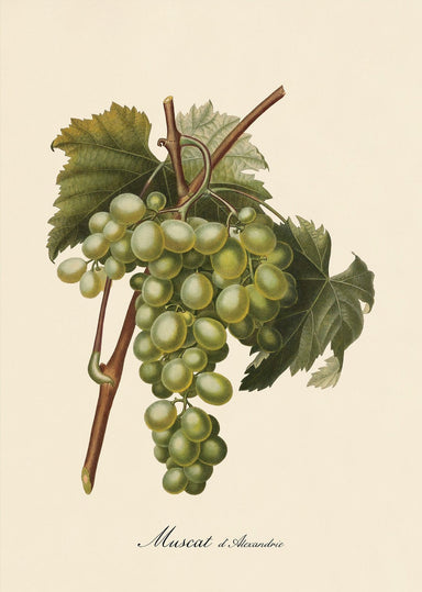 Dybdahl Poster - Muscat Of Alexandria - Art Prints - Dybdahl - Brand_Dybdahl - Home_Decor - KTFWHS - New Arrivals - 3620-Iconic-Fruits-Muscat-Of-Alexandria-Grapes-Oak-Web_1800x1800_c00cd925-d5a0-48e7-b294-d6ff91fb7eaf