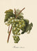 Dybdahl Poster - Muscat Of Alexandria - Art Prints - Dybdahl - Brand_Dybdahl - Home_Decor - KTFWHS - New Arrivals - 3620-Iconic-Fruits-Muscat-Of-Alexandria-Grapes-Oak-Web_1800x1800_c00cd925-d5a0-48e7-b294-d6ff91fb7eaf