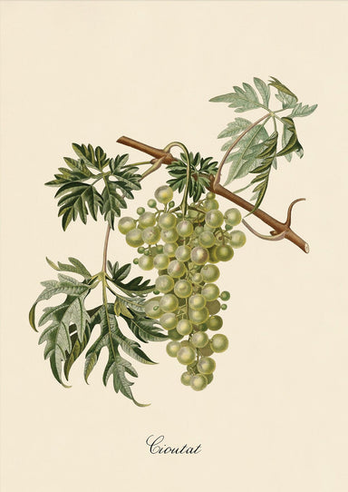 Dybdahl Iconic Fruit Poster - Bunch Of Green Grapes - Art Prints - Dybdahl - Brand_Dybdahl - Home_Decor - KTFWHS - New Arrivals - 3621-Iconic-Fruits-Bunch-Of-Green-Grapes-Oak-Web_1800x1800_0c33e7cd-26db-4caa-b4d6-a34313e5940b