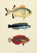 Dybdahl Animalia Poster - The Fishes - Art Prints - Dybdahl - Brand_Dybdahl - Home_Decor - KTFWHS - New Arrivals - 3906P-Oak-Web_1800x1800_073dbb14-453b-47f1-9cff-2ed0f751665f