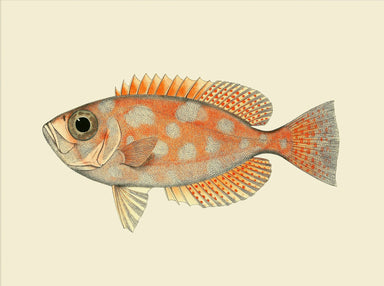 Dybdahl Poster - Orange Dots Fish - Art Prints - Dybdahl - Brand_Dybdahl - Home_Decor - KTFWHS - New Arrivals - 4000_1800x1800_e3fe4525-3939-4cca-93c5-e086a143a5a8