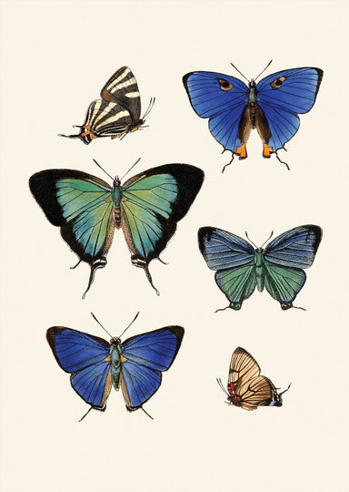 Dybdahl Insectum Poster - Six Butterflies - Art Prints - Dybdahl - Brand_Dybdahl - Home_Decor - KTFWHS - New Arrivals - 5414-Insectum-Blue-Shades-Butterflies-Oak-Web_1800x1800_3f9332a4-e59f-46f2-94ce-f8a93e13c670