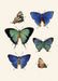 Dybdahl Insectum Poster - Six Butterflies - Art Prints - Dybdahl - Brand_Dybdahl - Home_Decor - KTFWHS - New Arrivals - 5414-Insectum-Blue-Shades-Butterflies-Oak-Web_1800x1800_3f9332a4-e59f-46f2-94ce-f8a93e13c670