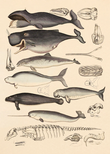 Dybdahl Animalia Poster - Whales - Art Prints - Dybdahl - Brand_Dybdahl - Home_Decor - KTFWHS - New Arrivals - DybdahlAnimaliaPoster-Whales