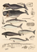 Dybdahl Animalia Poster - Whales - Art Prints - Dybdahl - Brand_Dybdahl - Home_Decor - KTFWHS - New Arrivals - DybdahlAnimaliaPoster-Whales