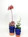 Terracotta Planters Blue Vases & Pots Une Vie Nomade Brand_Une Vie Nomade CLEAN OUT SALE Home_Decor KTFWHS F4649B7F-E549-4980-8813-735BF3010FDD_48da2873-2f48-4d55-9bed-a7b770ea218e