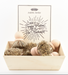 Andrée Jardin Tradition Saucepan Brushes in Display Box (Set of 10) Utilities Andrée Jardin Andrée Jardin Back in stock Brand_Andrée Jardin Home_Household Cleaning Kitchen_Accessories La Cuisine ScreenShot2021-03-09at11.26.42AM