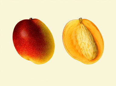 Dybdahl Poster - Mango open and closed - Art Prints - Dybdahl - Brand_Dybdahl - Home_Decor - KTFWHS - New Arrivals - mango-Oak-Web-horizontal_1800x1800_511ec2b5-477e-4f9b-9090-2993191fa7ac