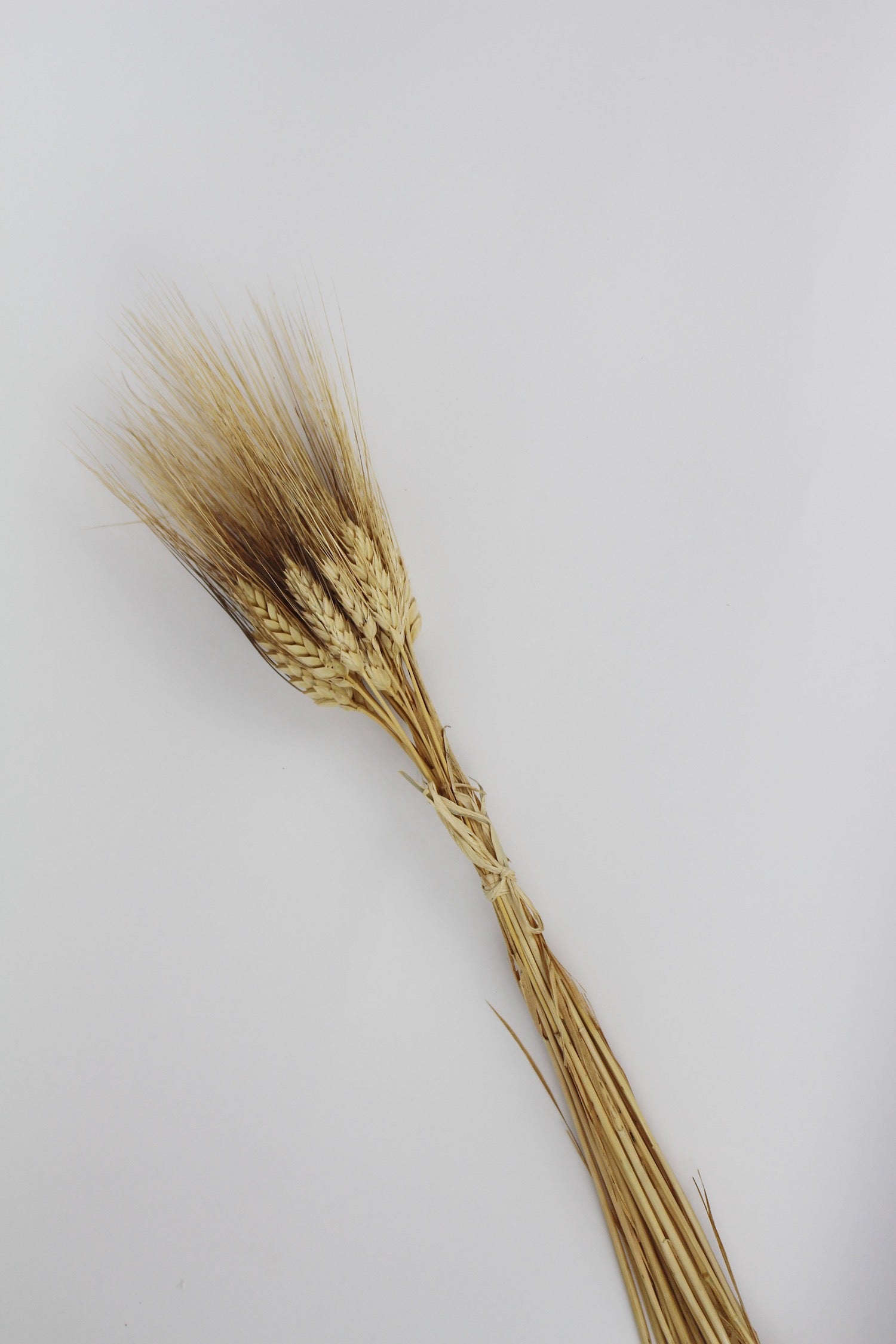 Dried Flowers Wheat Dried Flowers Une Vie Nomade Brand_Une Vie Nomade Home_Decor New Arrivals wholesaledriedflowerswheat